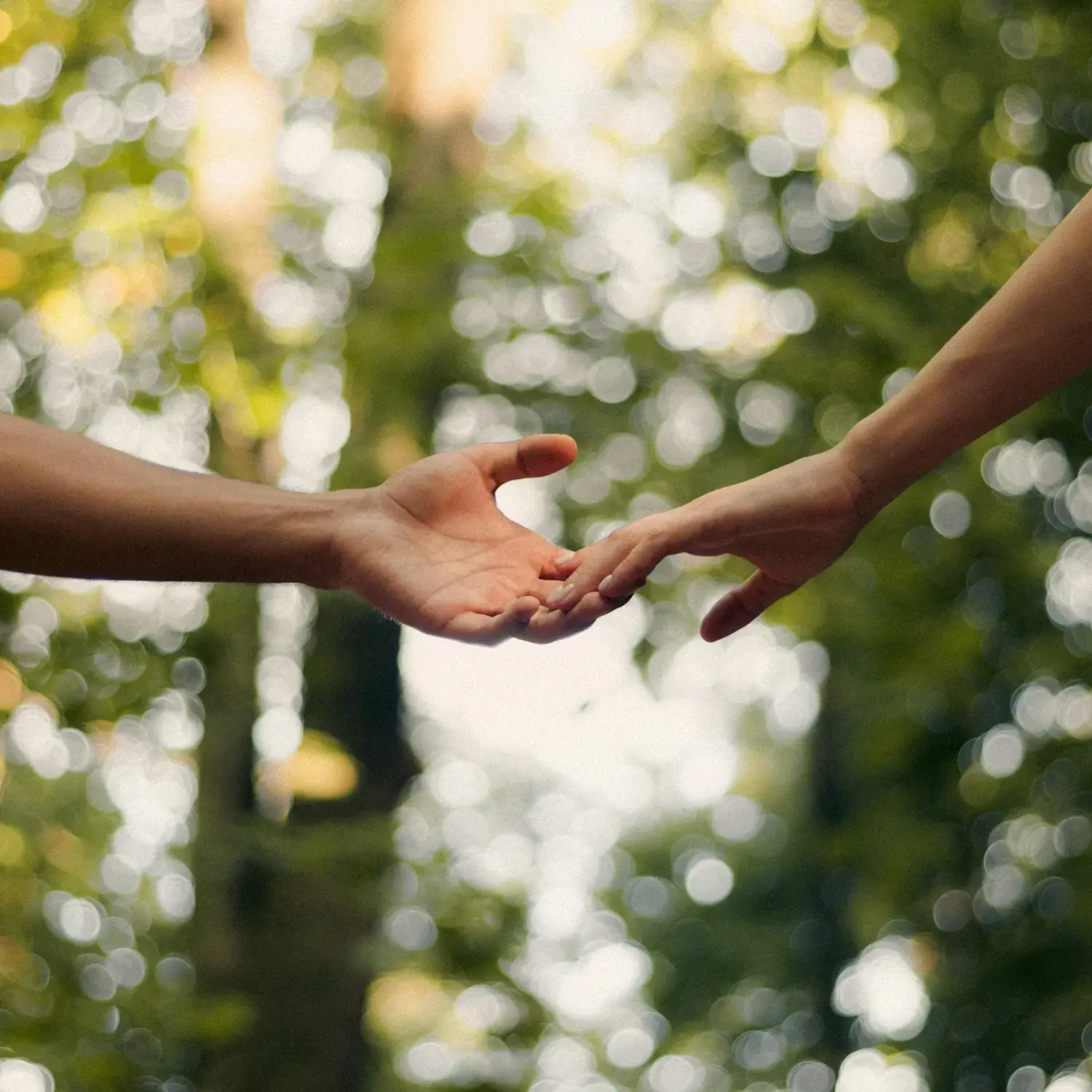 Two hands touching in a forest